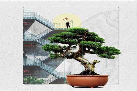 Bonsai and the delicate art of feeling better