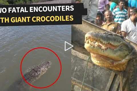 MONSTER Sized Crocodile Saved and Released