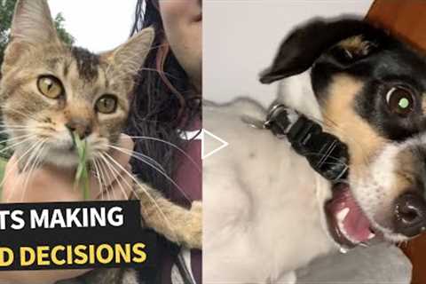 Pets Making Bad Decisions