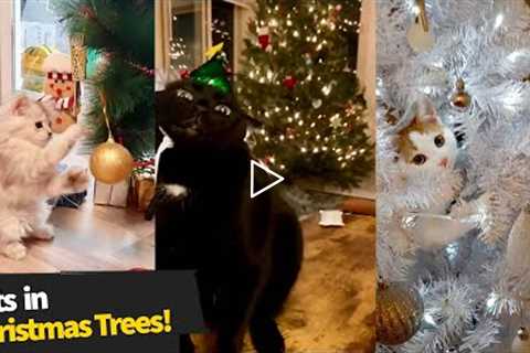 Holiday Fails: Cats Inside Christmas Trees