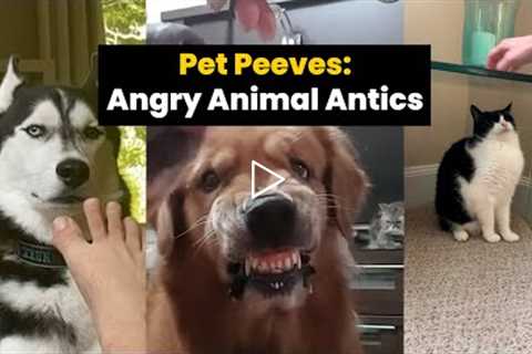 Animal Antics: These Pets Are Not Impressed