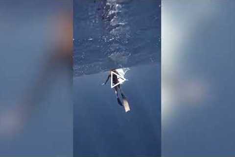 Free Diver Has a Close Encounter With a Baby Whale #shorts #diving
