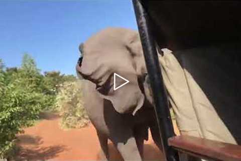 Moment Wild Elephant Charges Safari Vehicle