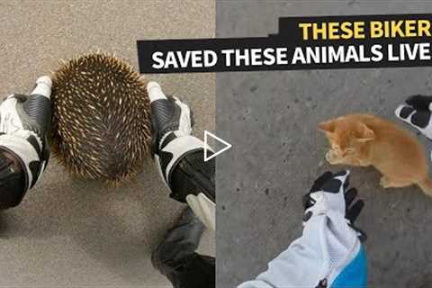 Top 3 Wholesome Biker Moments When They Rescue Animals