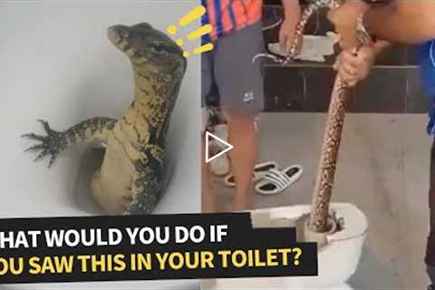 Rare Sightings of Animals That Could Show Up In Your Toilet
