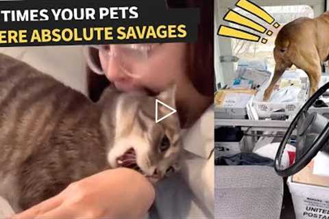 Unexpected and Savage Pet Moments | Feisty Animals Comp