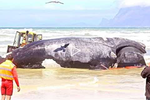 Scientists Have Just Revealed That Something Massive In The Ocean Had Bitten This Whale In Half