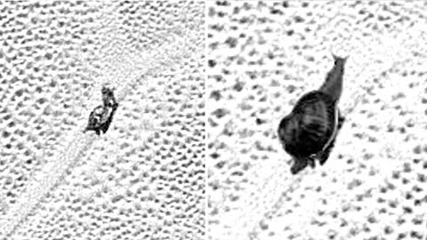 Scientists Revealed That A Probe Detected A Huge Miles Long Structure Moving On The Surface Of Pluto