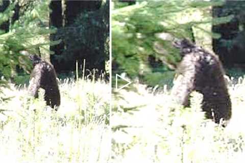 This National Park Ranger Can't Explain What This Trail Camera Just Captured Deep In These Woods