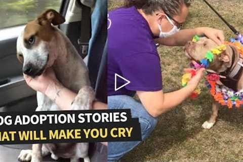 The Best Dog Adoption Stories | Dogs Find Their Forever Home