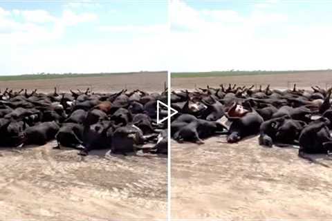 This Rancher Just Reported That Something Big Just Happened On This Cattle Ranch In Kansas Today