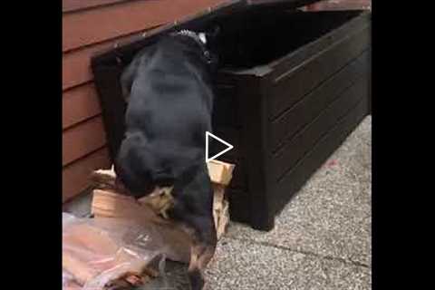 Bulldog figures out how to break into his toy chest