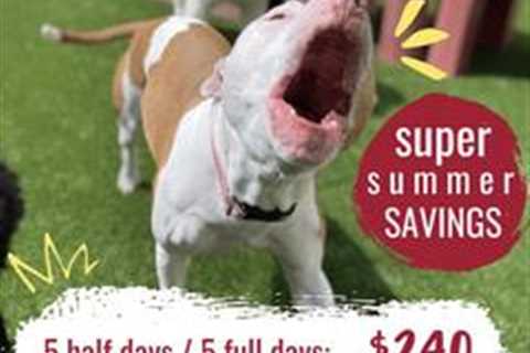 Super Summer Savings – The Woodlands Texas Pets Specials & Coupons on Woodlands Online