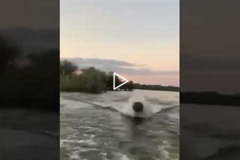 Terrifying moment GIANT HIPPO angrily chases sightseers!