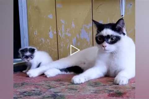 Two cats that look like they are wearing masks resembling a bandit