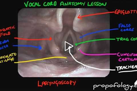 Vocal Cord Anatomy in 2 Minutes! [Anatomy]