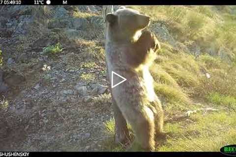 Hidden cameras captures bears 'dancing'