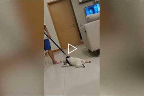 Lazy French Bulldog Refuses to Go on a Walk