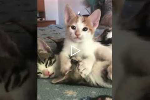 AWW🥰Soo Cute Pet Animals😹Viral Funny Faip Clips #shorts Video😂|| #trending #animals #funny #reels