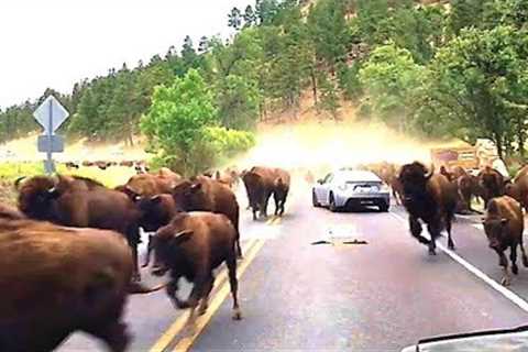 Yellowstone National Park Rangers Just Announced A Chilling Discovery Was Made Outside Yellowstone