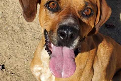 Carson City Humane Society’s Pet of the Week: Bailey | Carson City Nevada News