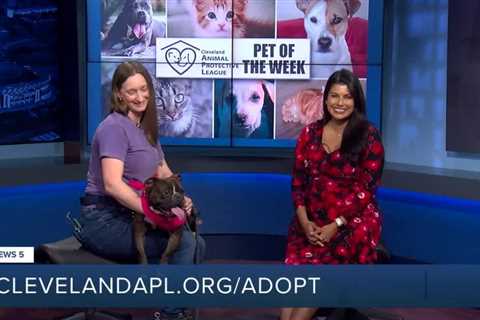 Meatball is Cleveland Animal Protective League’s Pet of the Week