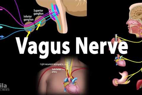 Vagus Nerve - Neuroanatomy and Functions, Animation