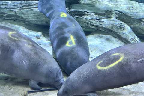 Cincinnati Zoo welcomes three new manatees