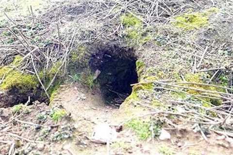 This Rabbit Hole Found On A Remote Abandoned Island Leads To A Hidden Untouched Network