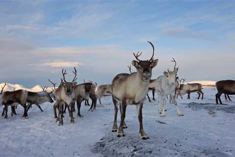 What more rain in the Arctic means for people, ecosystems, and wildlife