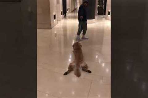 Lazy dog refuses to walk