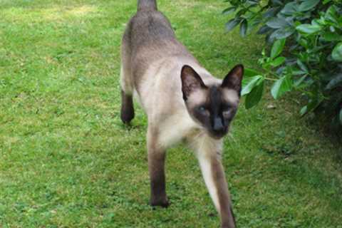 Siamese Cats – The Perfect Companion