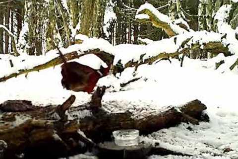 Hilarious male pheasant runs like road runner after the female pheasant.