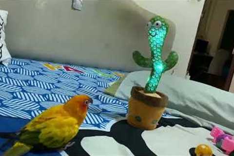 Cheerful pet parrot dances with wiggly toy cactus in bedroom