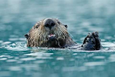 When wolves hunt otters on this Alaskan island, deer suffer