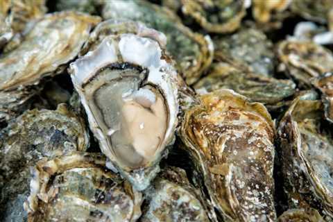 Oyster farms are all the rage—until they block your ocean views