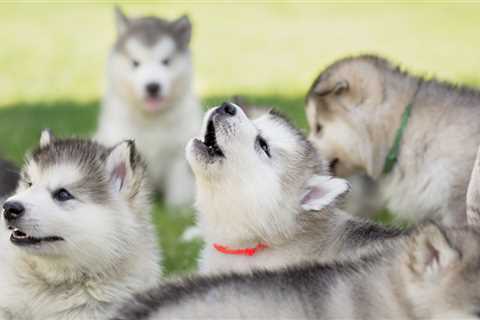 Do domesticated dogs howl back at wolves?