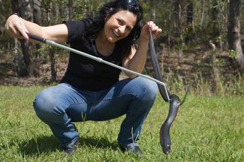 Brisbane Suburbs With Most Snakes