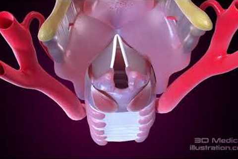 Vocal cords adductor and abductor muscles