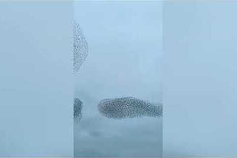 100,000 starlings work together to outwit two falcons
