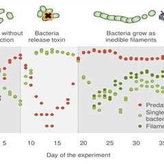 Bacteria rely on cooperation and evolution to defend against predatory protists, finds study