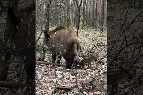 Meeting A Wild Boar Family