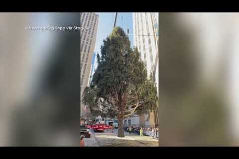 Rockefeller Christmas tree set up