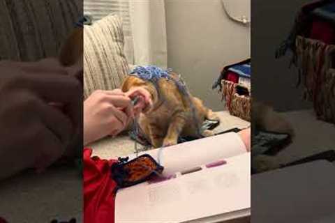Adorable cat helps owner knit