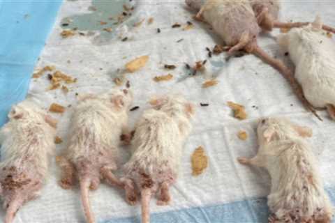 Secret US lab packed with deadly viruses & infected mice was run by China ‘scientist’… and could..