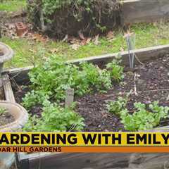 Gardening with Emily Grohovsky