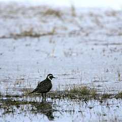 As feds stand down, states choose between wetlands protections or rollbacks •