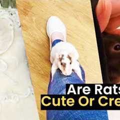Rats: Cute Or Creepy?