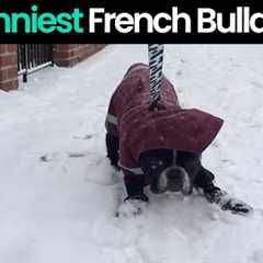 French Bulldogs: Why they are the Best Dogs