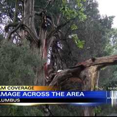 High winds knocked down trees and power lines in Columbus